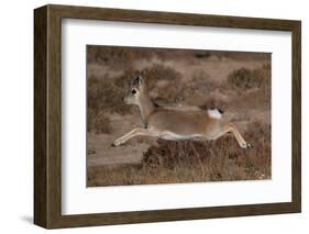 Tibetan gazelle leaping, in mid air, Tibetan Plateau, China-Staffan Widstrand / Wild Wonders of China-Framed Photographic Print