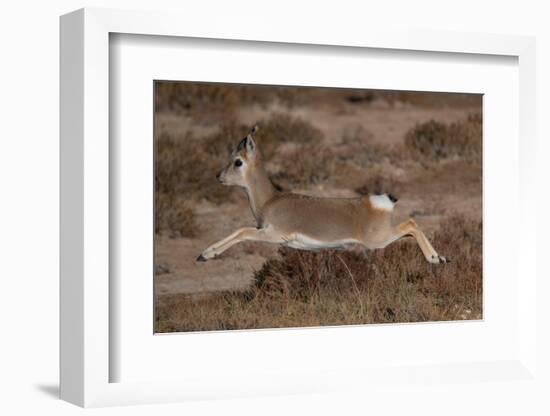 Tibetan gazelle leaping, in mid air, Tibetan Plateau, China-Staffan Widstrand / Wild Wonders of China-Framed Photographic Print