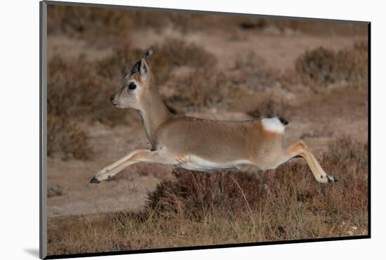 Tibetan gazelle leaping, in mid air, Tibetan Plateau, China-Staffan Widstrand / Wild Wonders of China-Mounted Photographic Print