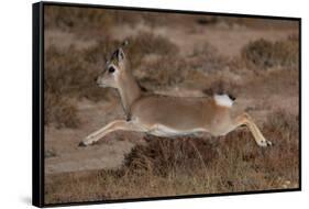 Tibetan gazelle leaping, in mid air, Tibetan Plateau, China-Staffan Widstrand / Wild Wonders of China-Framed Stretched Canvas