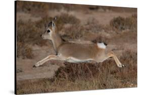 Tibetan gazelle leaping, in mid air, Tibetan Plateau, China-Staffan Widstrand / Wild Wonders of China-Stretched Canvas