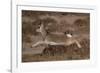 Tibetan gazelle leaping, in mid air, Tibetan Plateau, China-Staffan Widstrand / Wild Wonders of China-Framed Photographic Print