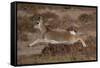 Tibetan gazelle leaping, in mid air, Tibetan Plateau, China-Staffan Widstrand / Wild Wonders of China-Framed Stretched Canvas