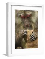 Tibetan macaque female and infant, Tangjiahe National Nature Reserve, Sichuan province, China-Staffan Widstrand/Wild Wonders of China-Framed Photographic Print