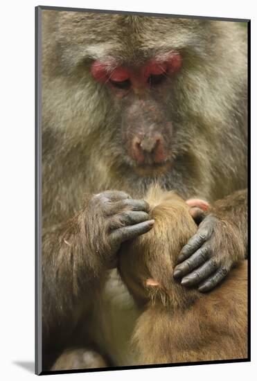 Tibetan macaque female and infant, Tangjiahe National Nature Reserve, Sichuan province, China-Staffan Widstrand/Wild Wonders of China-Mounted Photographic Print