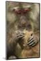 Tibetan macaque female and infant, Tangjiahe National Nature Reserve, Sichuan province, China-Staffan Widstrand/Wild Wonders of China-Mounted Photographic Print