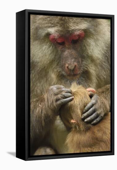 Tibetan macaque female and infant, Tangjiahe National Nature Reserve, Sichuan province, China-Staffan Widstrand/Wild Wonders of China-Framed Stretched Canvas