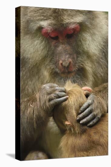 Tibetan macaque female and infant, Tangjiahe National Nature Reserve, Sichuan province, China-Staffan Widstrand/Wild Wonders of China-Stretched Canvas