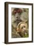 Tibetan macaque female with baby, Tangjiahe National Nature Reserve, Sichuan province, China-Staffan Widstrand/Wild Wonders of China-Framed Photographic Print
