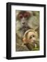 Tibetan macaque female with baby, Tangjiahe National Nature Reserve, Sichuan province, China-Staffan Widstrand/Wild Wonders of China-Framed Photographic Print