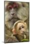 Tibetan macaque female with baby, Tangjiahe National Nature Reserve, Sichuan province, China-Staffan Widstrand/Wild Wonders of China-Mounted Photographic Print