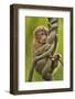 Tibetan macaque infant, Tangjiahe National Nature Reserve, Sichuan province, China-Staffan Widstrand/Wild Wonders of China-Framed Photographic Print