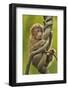 Tibetan macaque infant, Tangjiahe National Nature Reserve, Sichuan province, China-Staffan Widstrand/Wild Wonders of China-Framed Photographic Print