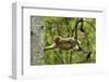 Tibetan macaque juvenile climbing in a tree in Tangjiahe Nature Reserve, Sichuan Province, China-Magnus Lundgren / Wild Wonders of China-Framed Photographic Print