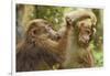 Tibetan macaque juveniles grooming, Tangjiahe National Nature Reserve, Sichuan province, China-Staffan Widstrand/Wild Wonders of China-Framed Photographic Print