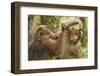 Tibetan macaque juveniles grooming, Tangjiahe National Nature Reserve, Sichuan province, China-Staffan Widstrand/Wild Wonders of China-Framed Photographic Print