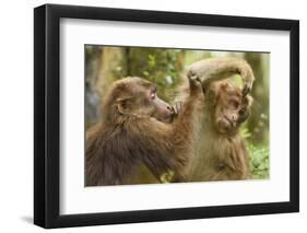 Tibetan macaque juveniles grooming, Tangjiahe National Nature Reserve, Sichuan province, China-Staffan Widstrand/Wild Wonders of China-Framed Photographic Print