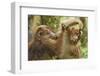 Tibetan macaque juveniles grooming, Tangjiahe National Nature Reserve, Sichuan province, China-Staffan Widstrand/Wild Wonders of China-Framed Photographic Print