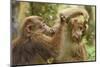 Tibetan macaque juveniles grooming, Tangjiahe National Nature Reserve, Sichuan province, China-Staffan Widstrand/Wild Wonders of China-Mounted Photographic Print