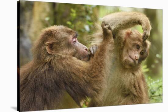 Tibetan macaque juveniles grooming, Tangjiahe National Nature Reserve, Sichuan province, China-Staffan Widstrand/Wild Wonders of China-Stretched Canvas