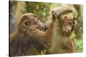 Tibetan macaque juveniles grooming, Tangjiahe National Nature Reserve, Sichuan province, China-Staffan Widstrand/Wild Wonders of China-Stretched Canvas