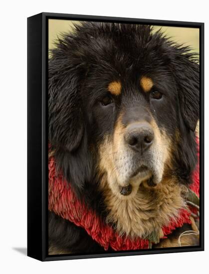 Tibetan Mastiff Dog at the Horse Racing Festival, Zhongdian, China-Pete Oxford-Framed Stretched Canvas