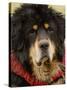 Tibetan Mastiff Dog at the Horse Racing Festival, Zhongdian, China-Pete Oxford-Stretched Canvas