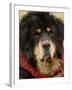 Tibetan Mastiff Dog at the Horse Racing Festival, Zhongdian, China-Pete Oxford-Framed Photographic Print