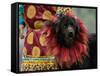 Tibetan Mastiff Dog at the Horse Racing Festival, Zhongdian, China-Pete Oxford-Framed Stretched Canvas