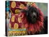 Tibetan Mastiff Dog at the Horse Racing Festival, Zhongdian, China-Pete Oxford-Stretched Canvas