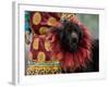 Tibetan Mastiff Dog at the Horse Racing Festival, Zhongdian, China-Pete Oxford-Framed Photographic Print