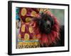 Tibetan Mastiff Dog at the Horse Racing Festival, Zhongdian, China-Pete Oxford-Framed Photographic Print