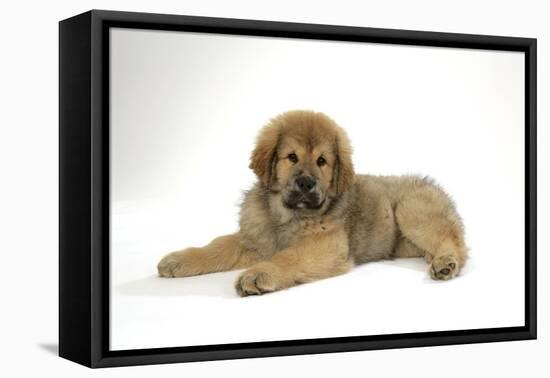 Tibetan Mastiff Puppy 10 Wks Old-null-Framed Stretched Canvas