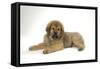 Tibetan Mastiff Puppy 10 Wks Old-null-Framed Stretched Canvas