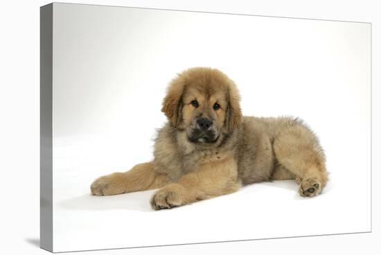 Tibetan Mastiff Puppy 10 Wks Old-null-Stretched Canvas