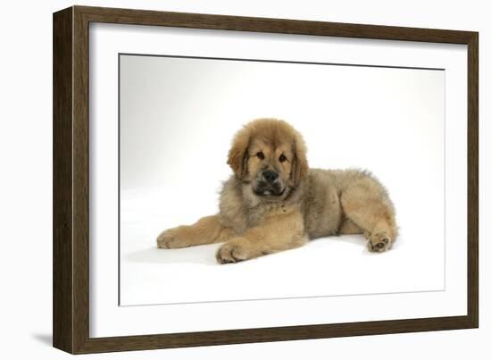 Tibetan Mastiff Puppy 10 Wks Old-null-Framed Photographic Print