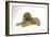 Tibetan Mastiff Puppy 10 Wks Old-null-Framed Photographic Print