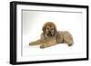 Tibetan Mastiff Puppy 10 Wks Old-null-Framed Photographic Print
