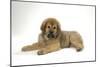 Tibetan Mastiff Puppy 10 Wks Old-null-Mounted Photographic Print