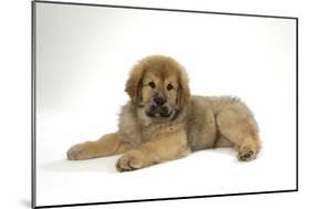 Tibetan Mastiff Puppy 10 Wks Old-null-Mounted Photographic Print