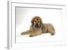 Tibetan Mastiff Puppy 10 Wks Old-null-Framed Photographic Print