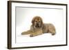 Tibetan Mastiff Puppy 10 Wks Old-null-Framed Photographic Print