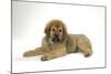 Tibetan Mastiff Puppy 10 Wks Old-null-Mounted Photographic Print