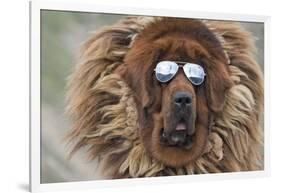 Tibetan Mastiff wearing sun glasses, Tibet, China-Keren Su-Framed Photographic Print