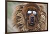 Tibetan Mastiff wearing sun glasses, Tibet, China-Keren Su-Framed Photographic Print