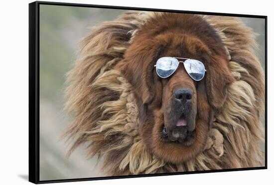 Tibetan Mastiff wearing sun glasses, Tibet, China-Keren Su-Framed Stretched Canvas
