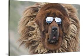Tibetan Mastiff wearing sun glasses, Tibet, China-Keren Su-Stretched Canvas