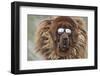 Tibetan Mastiff wearing sun glasses, Tibet, China-Keren Su-Framed Photographic Print