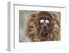 Tibetan Mastiff wearing sun glasses, Tibet, China-Keren Su-Framed Photographic Print