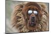 Tibetan Mastiff wearing sun glasses, Tibet, China-Keren Su-Mounted Photographic Print